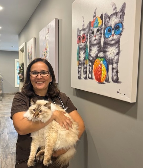 A photo of a vet holding a large, fluffy cat.