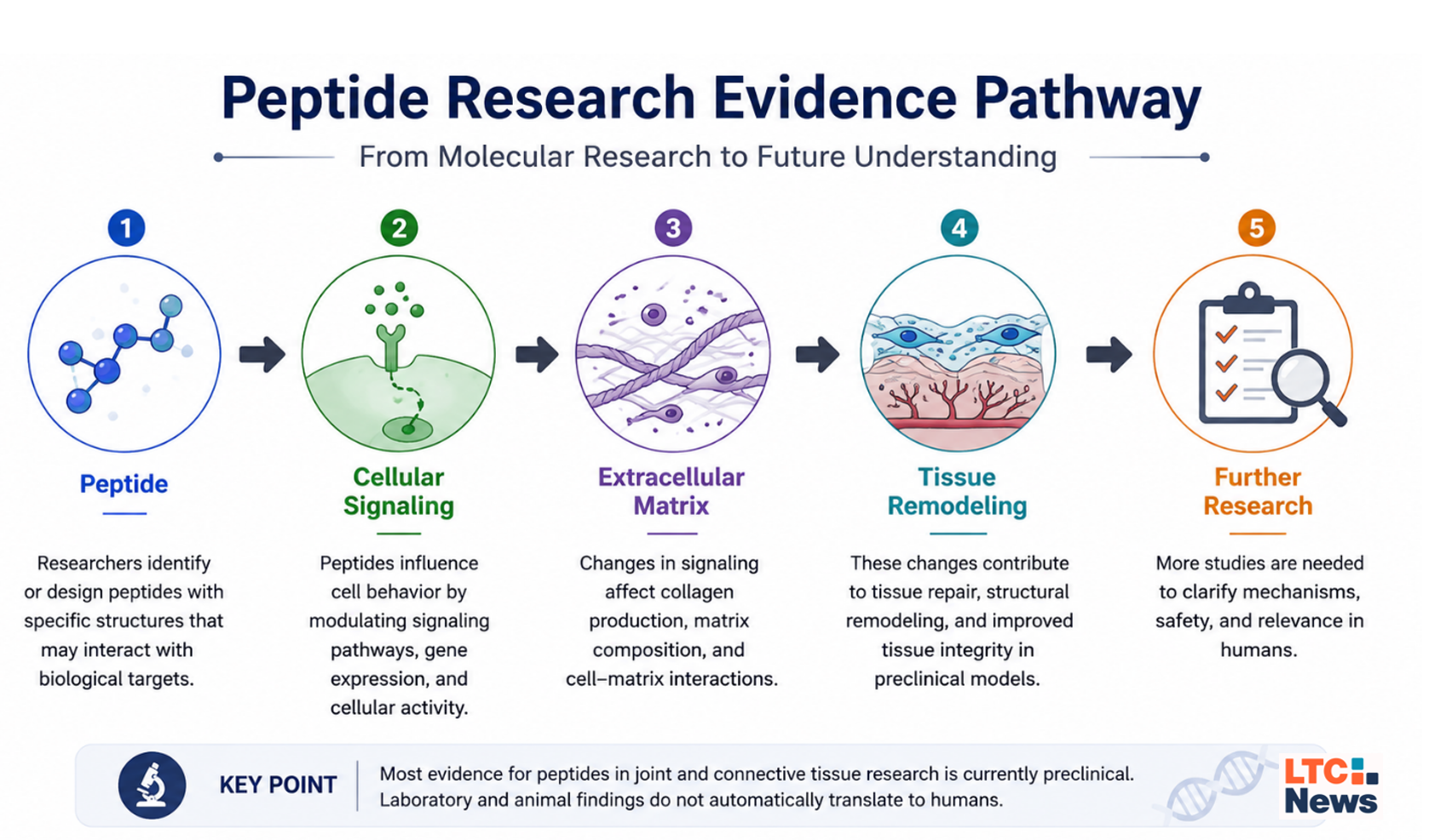 Peptides for Joint Health: What Research Shows About BPC-157, TB-500 and Connective Tissue - Image 2